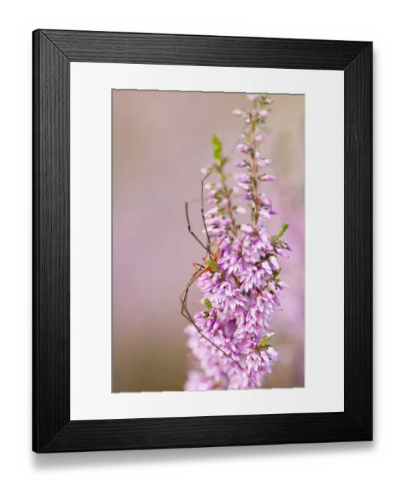 Framed Print : Harvestman (Opiliones) on flowering heather, Arne RSPB reserve, Dorset, England, UK, July Framed Print : Harvestman (Opiliones) on flowering heather, Arne RSPB reserve, Dorset, England, UK, July