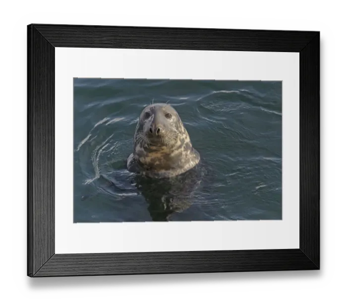 Framed Print : Atlantic grey seal (Halichoerus grypus) in Lerwick harbour, Shetland Islands, Scotland Framed Print : Atlantic grey seal (Halichoerus grypus) in Lerwick harbour, Shetland Islands, Scotland