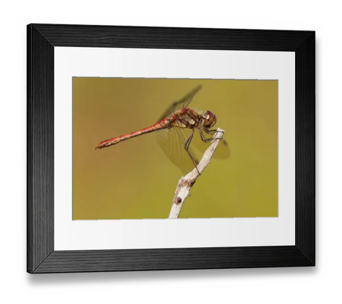 Framed Print : Male Common darter dragonfly (Sympetrum striolatum) resting on the end of a twig Framed Print : Male Common darter dragonfly (Sympetrum striolatum) resting on the end of a twig