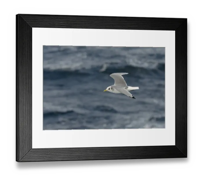 Framed Print : Adult Kittiwake (Rissa tridactyla) in winter plumage in flight alongside the pelagic Framed Print : Adult Kittiwake (Rissa tridactyla) in winter plumage in flight alongside the pelagic