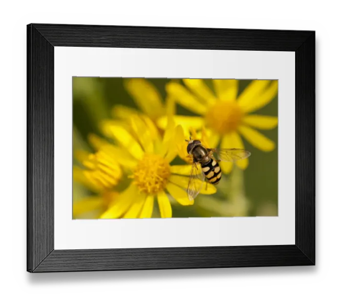 Framed Print : Hoverfly (Syrphus ribesii) feeding on Common ragwort (Senecio jacobaea) flower, Arne RSPB reserve Framed Print : Hoverfly (Syrphus ribesii) feeding on Common ragwort (Senecio jacobaea) flower, Arne RSPB reserve