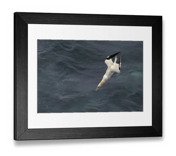 Framed Print : Northern gannet (Morus bassanus) plunge-diving for fish alongside pelagic trawler Framed Print : Northern gannet (Morus bassanus) plunge-diving for fish alongside pelagic trawler