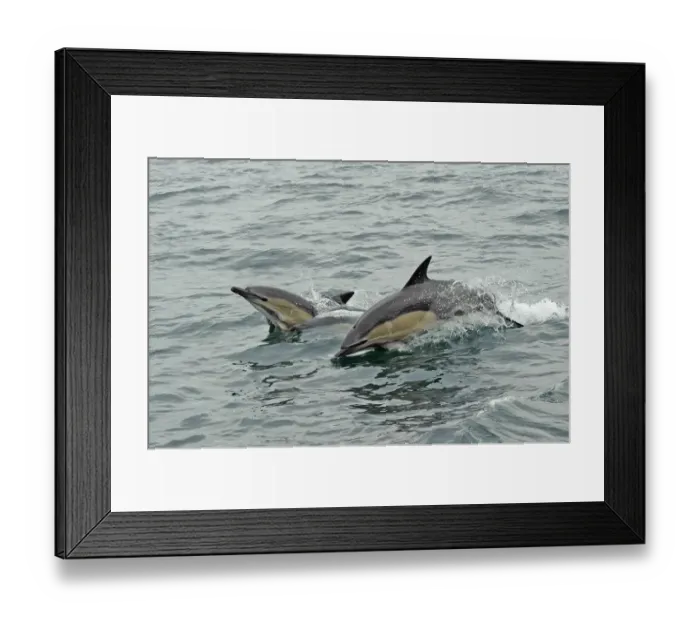 Framed Print : Common dolphins (Delphinus delphis) breaching, near South Uist, Outer Hebrides, Scotland, UK, June Framed Print : Common dolphins (Delphinus delphis) breaching, near South Uist, Outer Hebrides, Scotland, UK, June