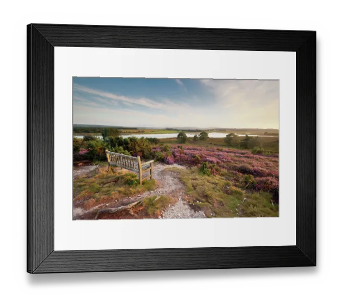 Framed Print : Bench overlooking landspace and flowering Common heather (Calluna vulgaris), Arne RSPB reserve, Dorset, England, UK, July