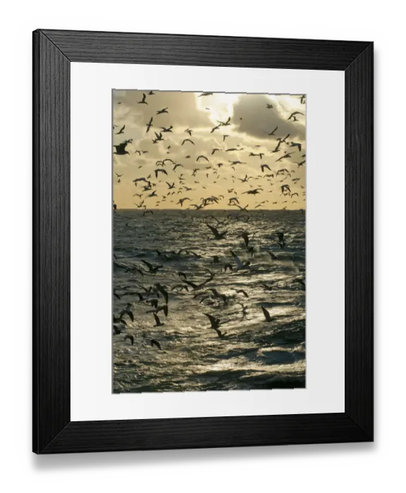 Framed Print : Mixed flock of Northern gannets (Morus bassanus) and gulls (Larus) feeding in Framed Print : Mixed flock of Northern gannets (Morus bassanus) and gulls (Larus) feeding in