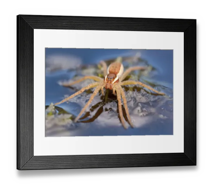 Framed Print : Raft spider (Dolomedes fimbriatus) on water, Arne RSPB reserve, Dorset, England, UK, July Framed Print : Raft spider (Dolomedes fimbriatus) on water, Arne RSPB reserve, Dorset, England, UK, July