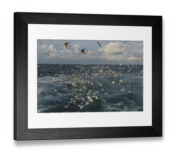 Framed Print : Mixed flock of Northern gannets (Morus bassanus) and gulls (Larus) feeding in Framed Print : Mixed flock of Northern gannets (Morus bassanus) and gulls (Larus) feeding in