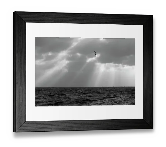 Framed Print : Monochrome image of a Northern gannet (Morus bassanus) adult in flight, seen from the pelagic trawler Charisma, Shetland Isles, Scotland, UK, October Framed Print : Monochrome image of a Northern gannet (Morus bassanus) adult in flight, seen from the pelagic trawler Charisma, Shetland Isles, Scotland, UK, October