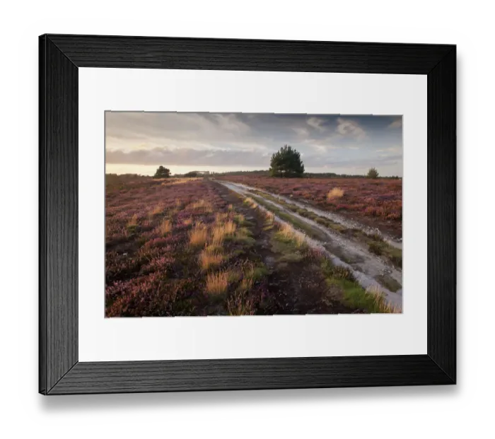 Framed Print : Flowering Common heather (Calluna vulgaris) on heathland, Arne RSPB reserve, Dorset Framed Print : Flowering Common heather (Calluna vulgaris) on heathland, Arne RSPB reserve, Dorset