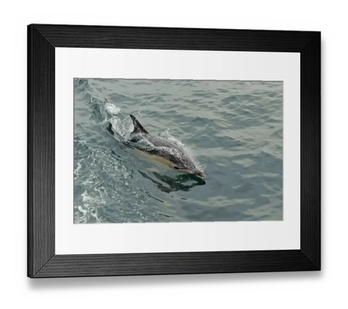 Framed Print : Common dolphin (Delphinus delphis) at surface, near South Uist, Outer Hebrides, Scotland Framed Print : Common dolphin (Delphinus delphis) at surface, near South Uist, Outer Hebrides, Scotland