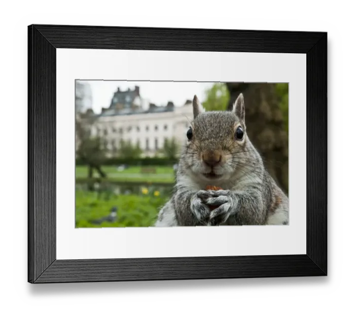 Framed Print : Close-up of Grey squirrel (Sciurus carolinensis) holding a nut, feeding in Regents Park Framed Print : Close-up of Grey squirrel (Sciurus carolinensis) holding a nut, feeding in Regents Park