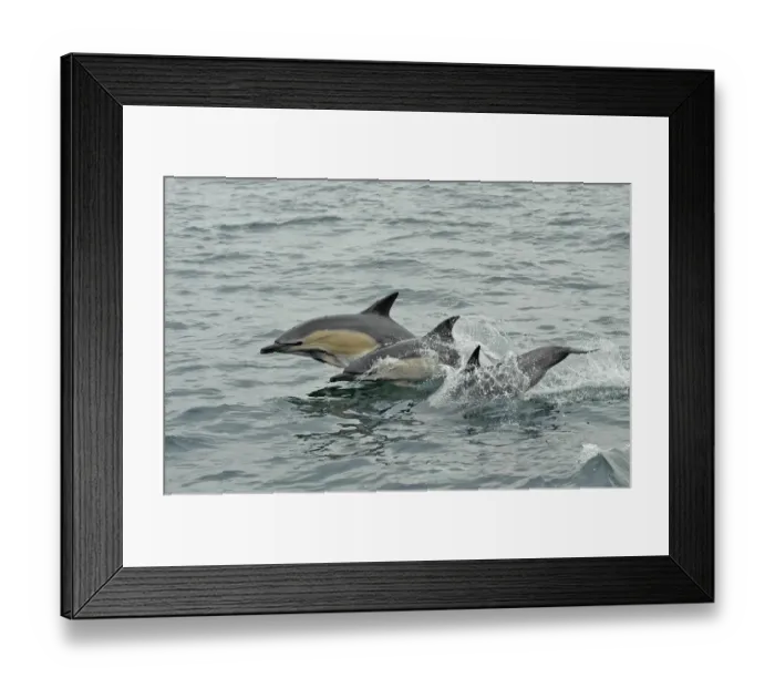 Framed Print : Common dolphins (Delphinus delphis) breaching, near South Uist, Outer Hebrides, Scotland