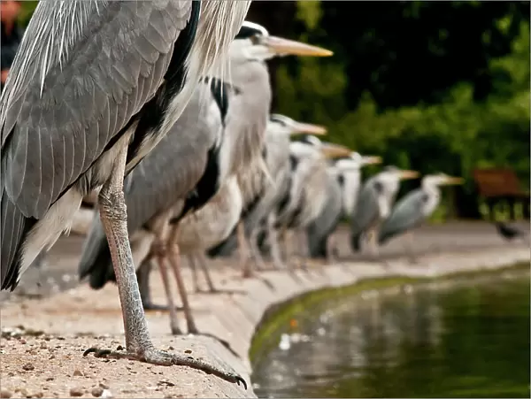 Flock of Grey herons (Ardea cinerea) standing in a line on the edge of a pond, Regents Park