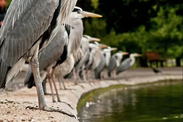 Flock of Grey herons (Ardea cinerea) standing in a line on the edge of a pond, Regents Park