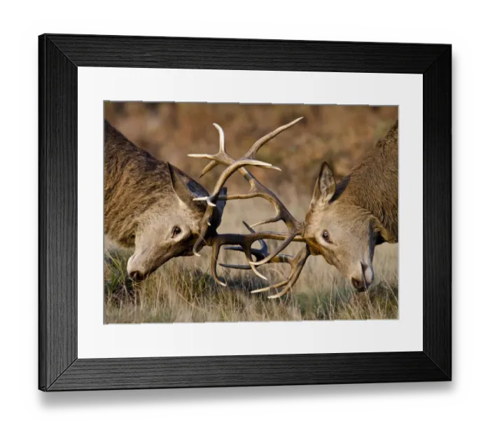 Framed Print : Red deer (Cervus elaphus) stags fighting during rut, Richmond Park, London, England, UK, October Framed Print : Red deer (Cervus elaphus) stags fighting during rut, Richmond Park, London, England, UK, October