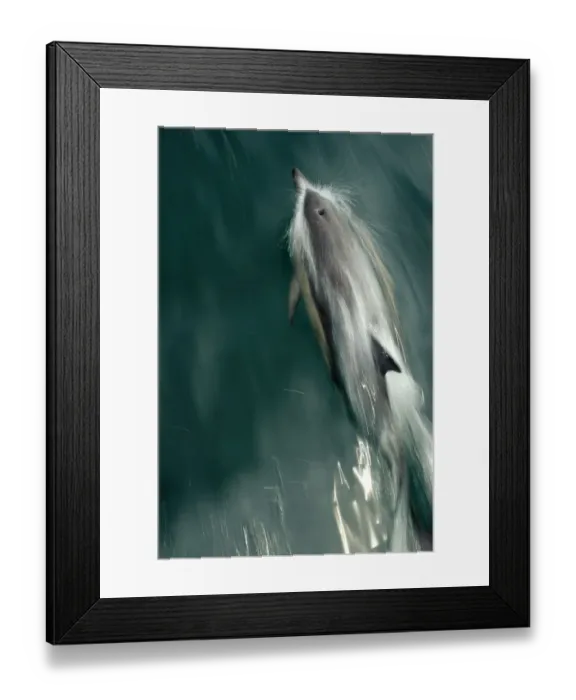 Framed Print : Common dolphin (Delphinus delphis) bow-riding, near South Uist, Outer Hebrides, Scotland Framed Print : Common dolphin (Delphinus delphis) bow-riding, near South Uist, Outer Hebrides, Scotland