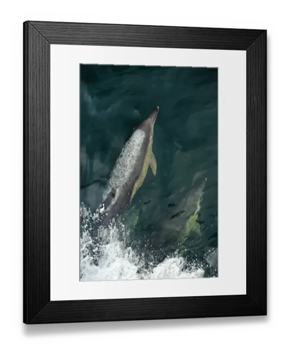 Framed Print : Common dolphins (Delphinus delphis) bow-riding, near South Uist, Outer Hebrides, Scotland Framed Print : Common dolphins (Delphinus delphis) bow-riding, near South Uist, Outer Hebrides, Scotland