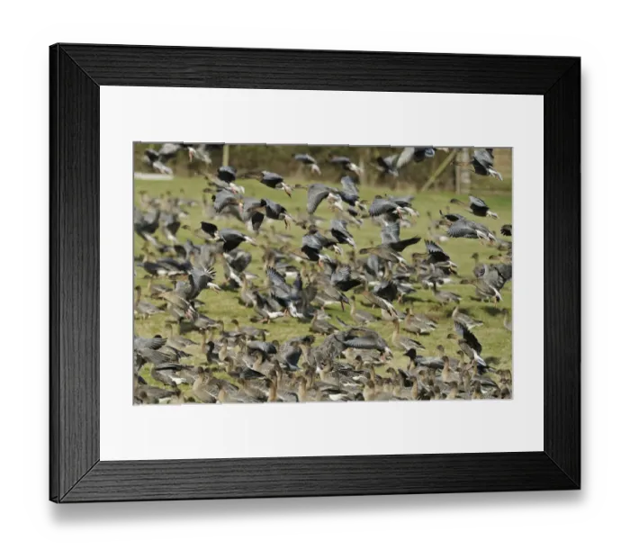Framed Print : Flock of Pink-footed Geese (Anser brachyrhynchus) landing on grazing marshes, Holkham NNR Framed Print : Flock of Pink-footed Geese (Anser brachyrhynchus) landing on grazing marshes, Holkham NNR