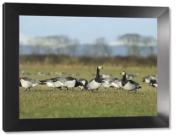 Flock of Barnacle geese (Branta leucopsis) feeding on grazing marshes, Caerlaverock WWT