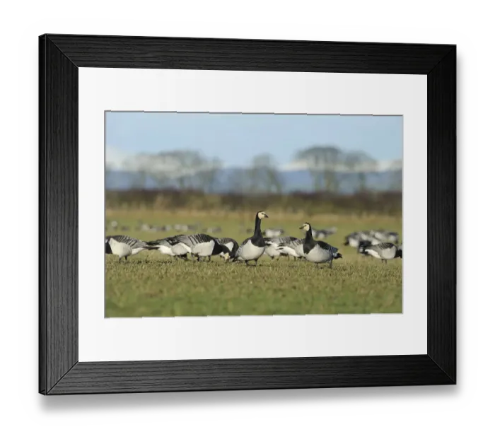 Framed Print : Flock of Barnacle geese (Branta leucopsis) feeding on grazing marshes, Caerlaverock WWT Framed Print : Flock of Barnacle geese (Branta leucopsis) feeding on grazing marshes, Caerlaverock WWT