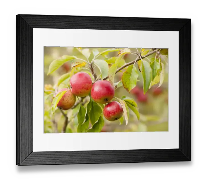 Framed Print : Apples (Malus domestica) growing in traditional orchard at Cotehele National Trust property Framed Print : Apples (Malus domestica) growing in traditional orchard at Cotehele National Trust property