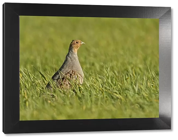 Grey partridge (Perdix perdix) standing in a field of Winter wheat (Triticum), Norfolk