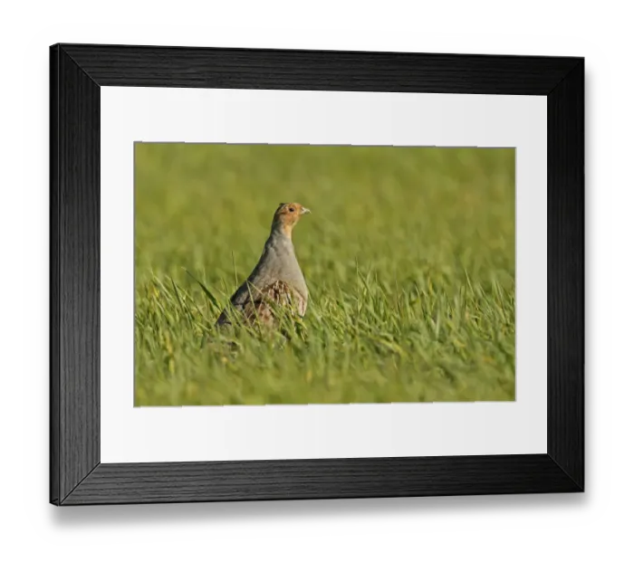 Framed Print : Grey partridge (Perdix perdix) standing in a field of Winter wheat (Triticum), Norfolk Framed Print : Grey partridge (Perdix perdix) standing in a field of Winter wheat (Triticum), Norfolk
