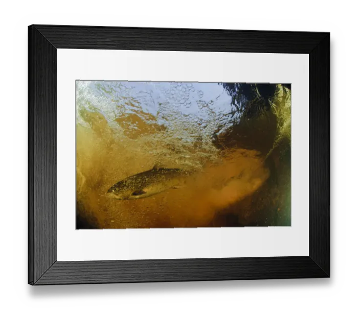 Framed Print : Brown trout (Salmo trutta) in turbulent water at a weir, River Ettick, Selkirkshire Framed Print : Brown trout (Salmo trutta) in turbulent water at a weir, River Ettick, Selkirkshire