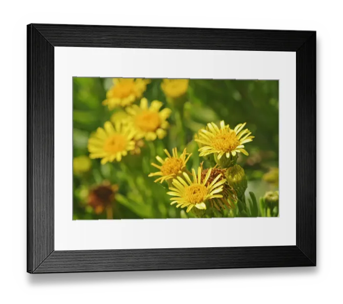 Framed Print : Golden samphire (Limbarda crithmoides) growing on saltmarsh, Abbotts Hall Farm Nature reserve Framed Print : Golden samphire (Limbarda crithmoides) growing on saltmarsh, Abbotts Hall Farm Nature reserve