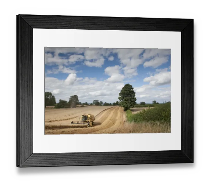 Framed Print : Combine harvester harvesting Oats (Avena sativa), Haregill Lodge Farm, Ellingstring Framed Print : Combine harvester harvesting Oats (Avena sativa), Haregill Lodge Farm, Ellingstring