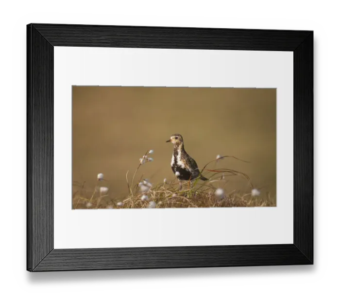 Framed Print : Golden plover (Pluvialis apricaria) in breeding plumage on open moorland, Shetland Islands