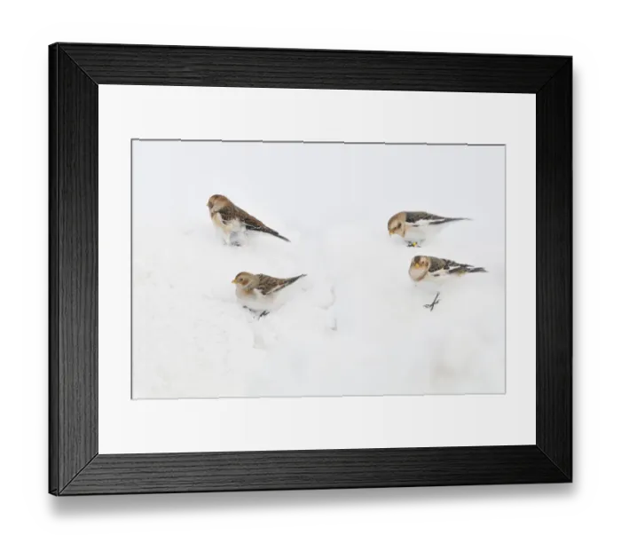 Framed Print : Snow Buntings (Plectrophenax nivalis) searching for food in snow, Cairngorms National Park Framed Print : Snow Buntings (Plectrophenax nivalis) searching for food in snow, Cairngorms National Park
