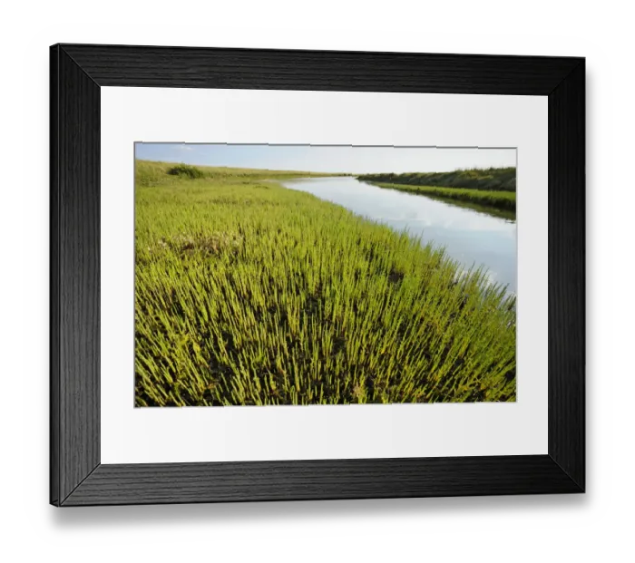 Framed Print : Common glasswort (Salicornia europaea) growing on regenerated saltmarsh habitat Framed Print : Common glasswort (Salicornia europaea) growing on regenerated saltmarsh habitat