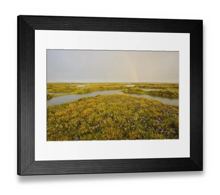 Framed Print : Common sea lavender (Limonium vulgare) and Sea purslane (Halimione portulacoides) Framed Print : Common sea lavender (Limonium vulgare) and Sea purslane (Halimione portulacoides)