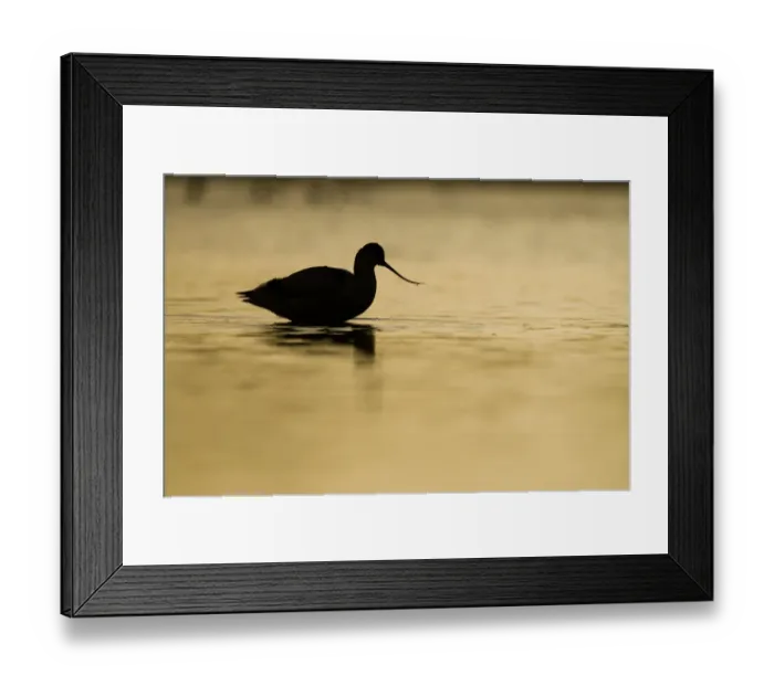 Framed Print : Avocet (Recurvirostra avosetta) silhouetted in water at sunrise, Brownsea Island Framed Print : Avocet (Recurvirostra avosetta) silhouetted in water at sunrise, Brownsea Island