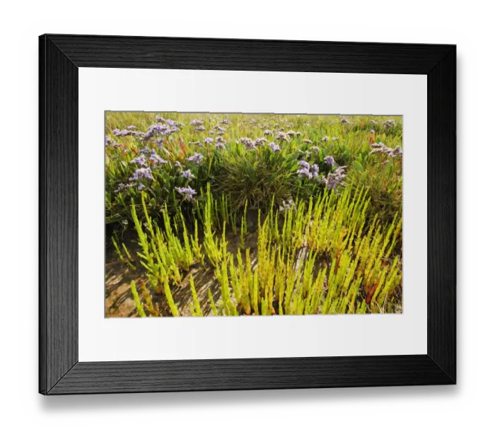 Framed Print : Common sea lavender (Limonium vulgare) and Common glasswort (Salicornia europaea) on saltmarsh Framed Print : Common sea lavender (Limonium vulgare) and Common glasswort (Salicornia europaea) on saltmarsh