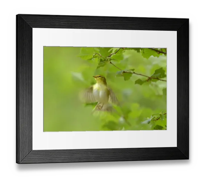 Framed Print : Wood warbler (Phylloscopus sibilatrix) in flight in sesile oak forest, Wales, UK, May Framed Print : Wood warbler (Phylloscopus sibilatrix) in flight in sesile oak forest, Wales, UK, May
