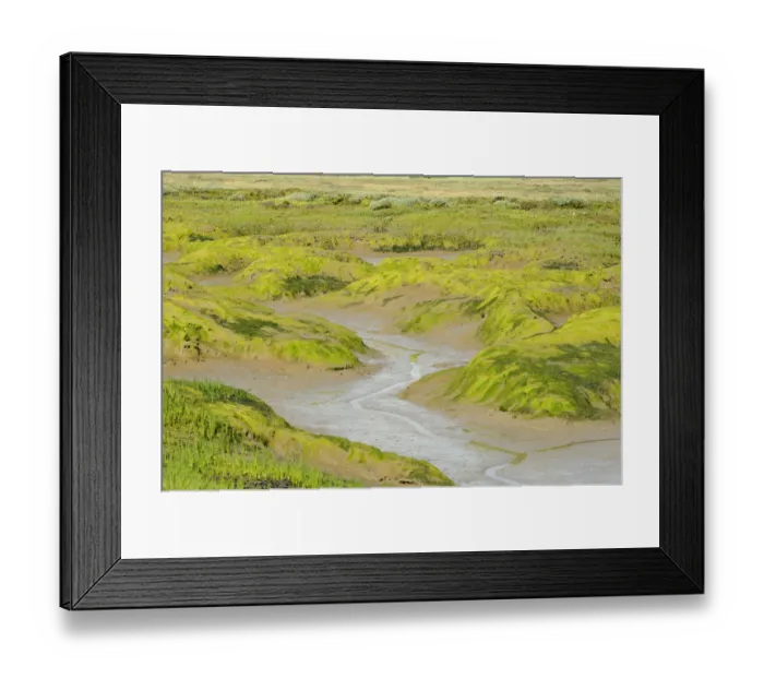 Framed Print : Common glasswort (Salicornia europaea) growing on regenerated saltmarsh habitat Framed Print : Common glasswort (Salicornia europaea) growing on regenerated saltmarsh habitat