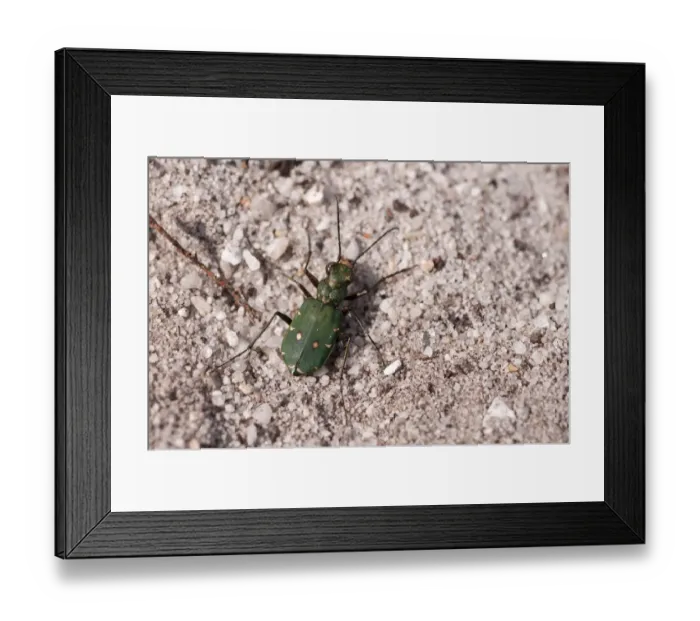 Framed Print : Green tiger beetle (Cicindela campestris), Arne RSPB reserve, Dorset, England, UK, July Framed Print : Green tiger beetle (Cicindela campestris), Arne RSPB reserve, Dorset, England, UK, July