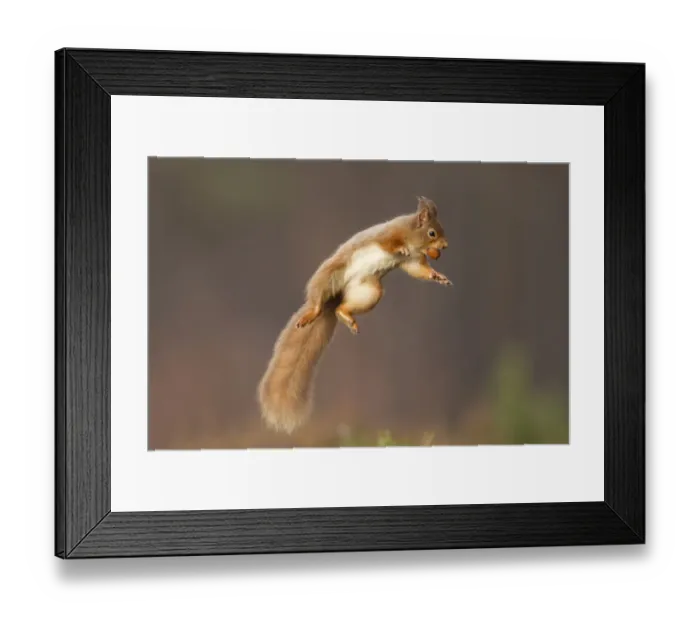 Framed Print : Red squirrel (Sciurus vulgaris) jumping, holding a nut in its mouth, Cairngorms National Park Framed Print : Red squirrel (Sciurus vulgaris) jumping, holding a nut in its mouth, Cairngorms National Park