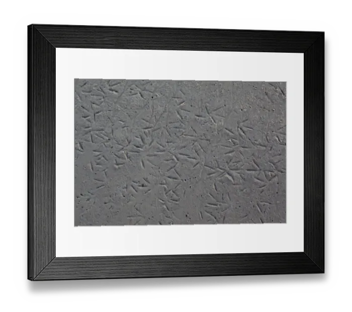 Framed Print : Wader footprints in mudflats, Morecambe Bay, Cumbria, England, UK, February Framed Print : Wader footprints in mudflats, Morecambe Bay, Cumbria, England, UK, February