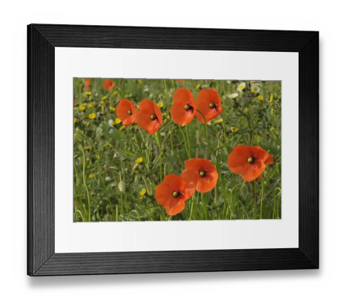 Framed Print : Common poppies (Papaver rhoeas) growing in a consevation margin, RSPB Hope Farm reserve Framed Print : Common poppies (Papaver rhoeas) growing in a consevation margin, RSPB Hope Farm reserve