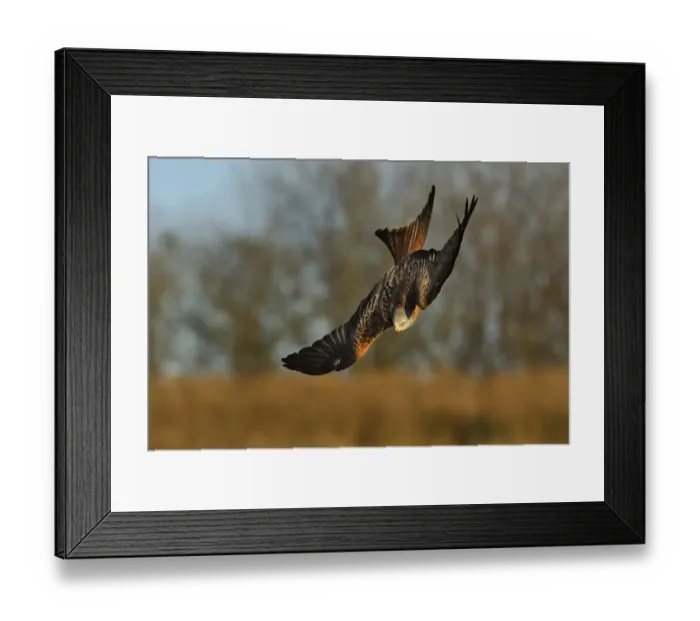 Framed Print : Red Kite (Milvus milvus) in flight, Wales, UK, November. 2020VISION Exhibition Framed Print : Red Kite (Milvus milvus) in flight, Wales, UK, November. 2020VISION Exhibition