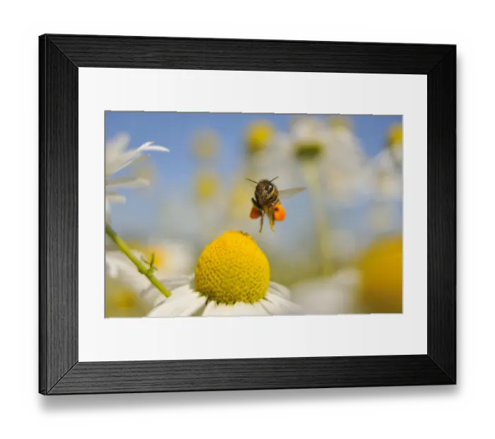 Framed Print : European Honey Bee (Apis mellifera) with pollen sacs flying towards a Scentless mayweed Framed Print : European Honey Bee (Apis mellifera) with pollen sacs flying towards a Scentless mayweed