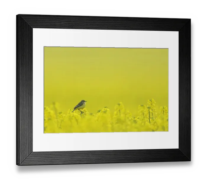 Framed Print : Yellow wagtail (Motacilla flava flavissima) adult female perched in oilseed rape crop Framed Print : Yellow wagtail (Motacilla flava flavissima) adult female perched in oilseed rape crop