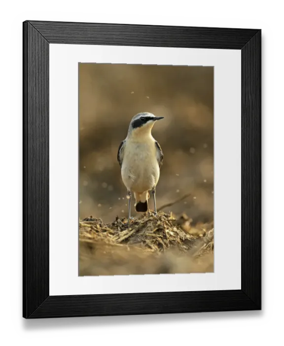 Framed Print : Northern wheatear (Oenanthe oenanthe) adult male in spring plumage feeding on dung Framed Print : Northern wheatear (Oenanthe oenanthe) adult male in spring plumage feeding on dung