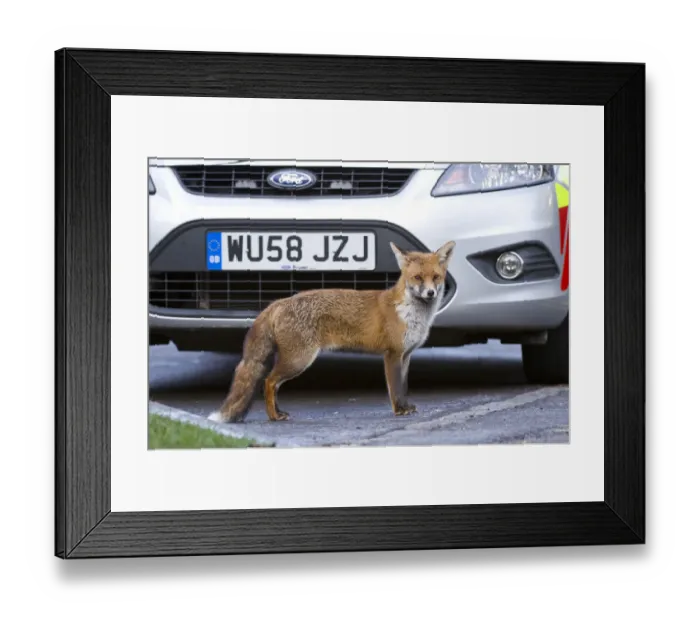 Framed Print : Red fox (Vulpes vulpes) in an urban park, Bristol, England, UK, February Framed Print : Red fox (Vulpes vulpes) in an urban park, Bristol, England, UK, February