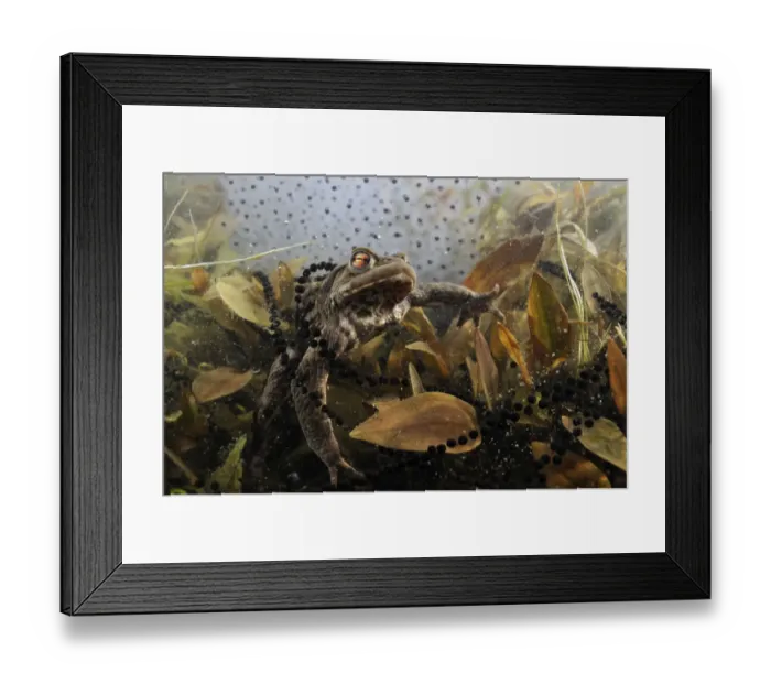 Framed Print : Common toad (Bufo bufo) in a pond, with toad spawn and frogspawn, Coldharbour, Surrey Framed Print : Common toad (Bufo bufo) in a pond, with toad spawn and frogspawn, Coldharbour, Surrey
