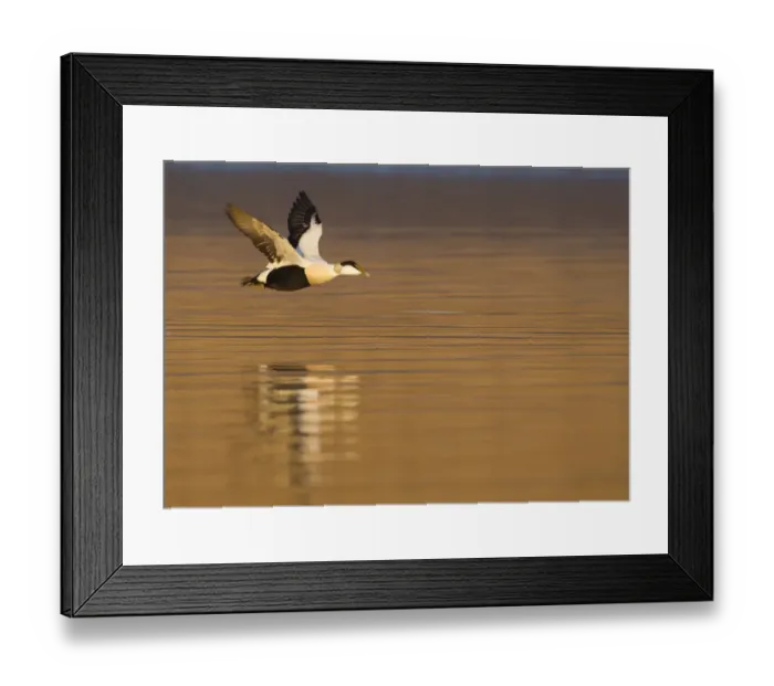Framed Print : Male Eider (Somateria mollissima) in flight over water, Aberdeenshire, Scotland, UK, February