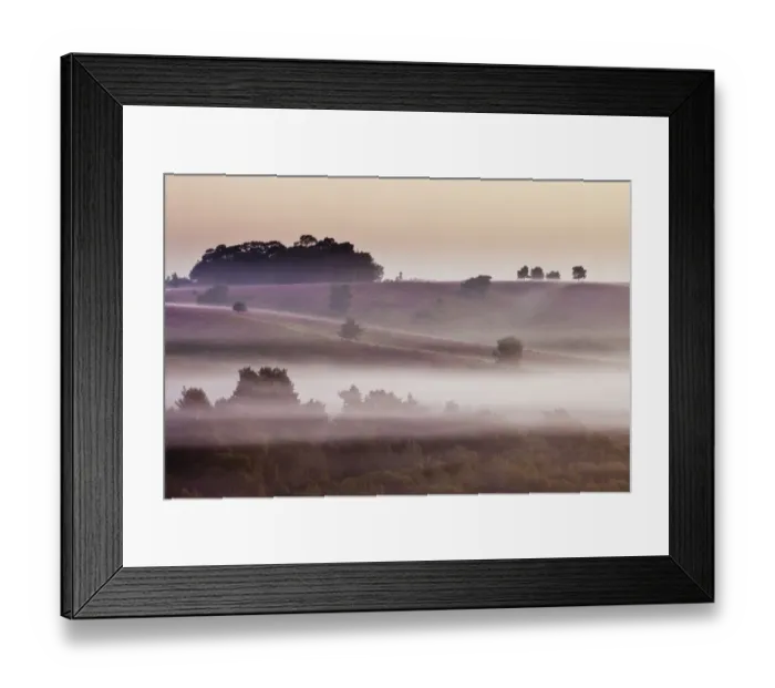 Framed Print : View over heathland at dawn, with flowering heather (Erica), Linwood, New Forest National Park